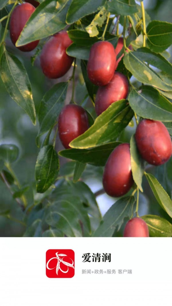 爱清涧 1.1.2截图1