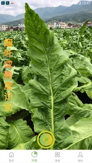 看叶识熟 4.1截图2