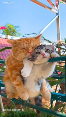 安果视频壁纸 3.0.4截图1